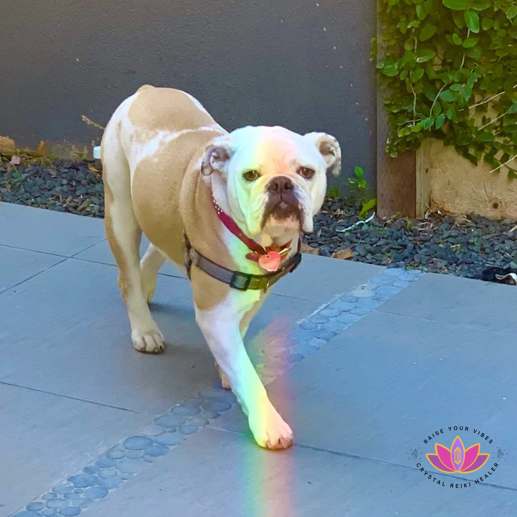 🐶 Animal Distance Reiki