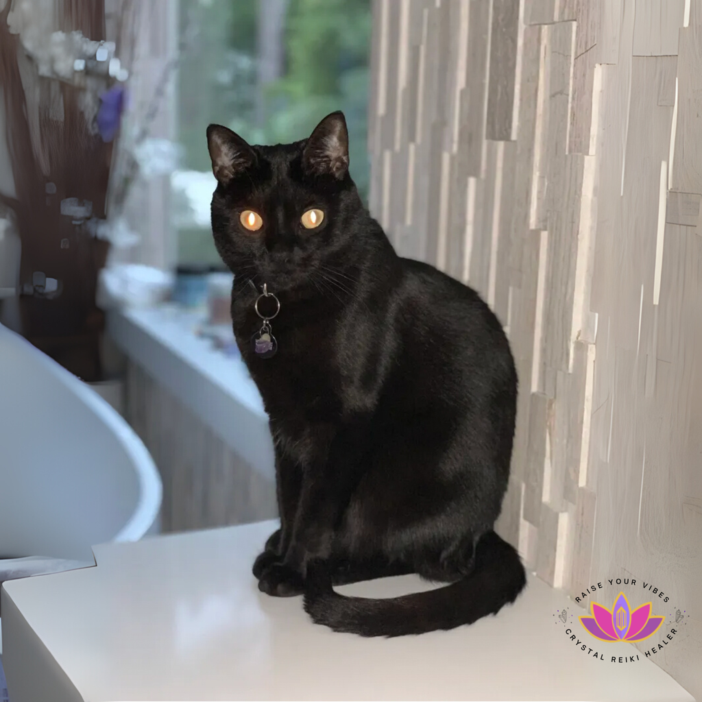 🐶 Animal Distance Reiki